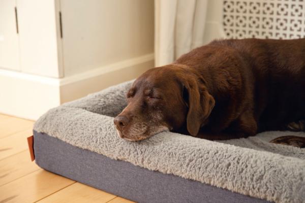 Beeztees orthopädisches Hundebett Yura, Bezug bei 60 Grad waschbar, wasserfest